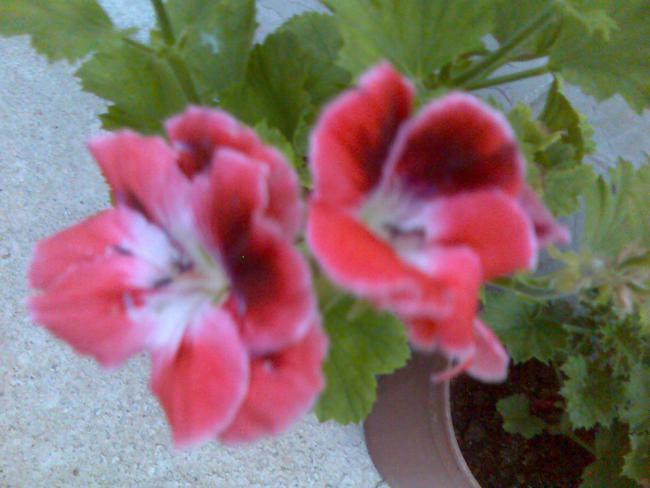Name:  Grnt440.jpg
Views: 546
Size:  38.0 KB