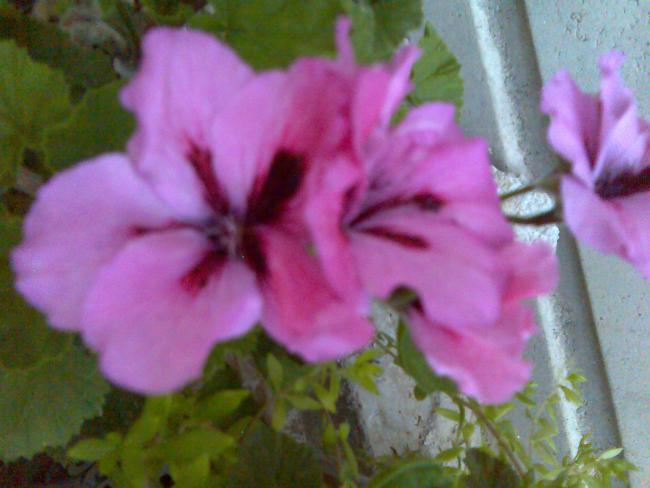 Name:  Grnt439.jpg
Views: 570
Size:  38.0 KB