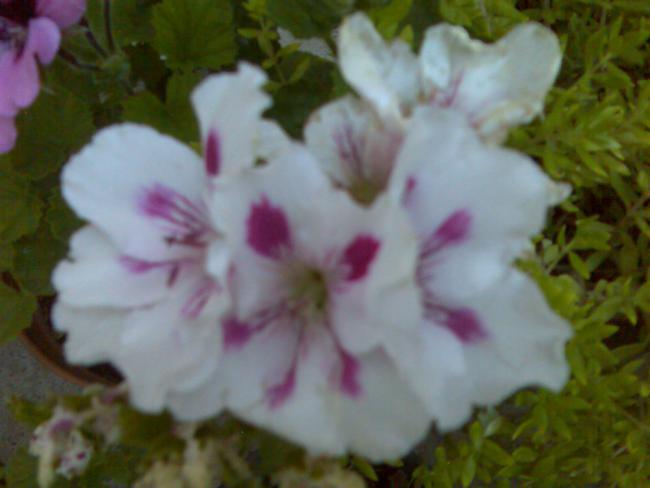 Name:  Grnt438.jpg
Views: 566
Size:  31.2 KB