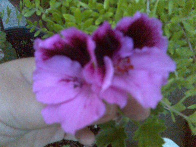 Name:  Grnt437.jpg
Views: 581
Size:  40.1 KB