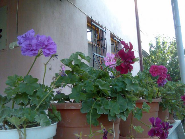 Name:  Grnt433.jpg
Views: 597
Size:  51.0 KB