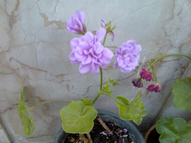 Name:  Grnt432.jpg
Views: 561
Size:  32.3 KB