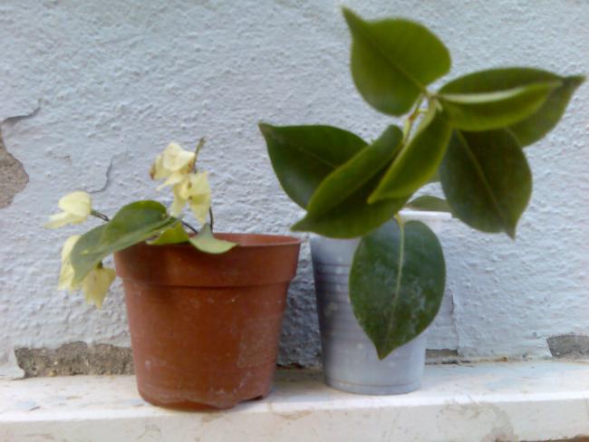 Name:  Grnt431.jpg
Views: 558
Size:  37.7 KB