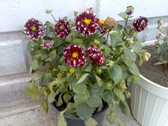 Name:  Grnt426.jpg
Views: 581
Size:  57.8 KB