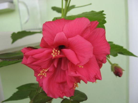 Name:  japon g.JPG
Views: 1503
Size:  30.1 KB
