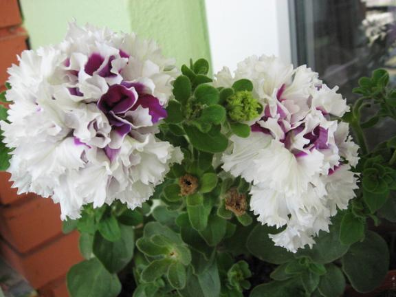 Name:  mor beyaz petunya.JPG
Views: 1574
Size:  44.3 KB
