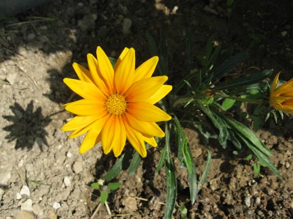 Name:  sar gazanya.JPG
Views: 1455
Size:  56.1 KB