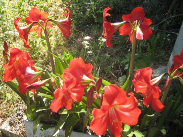 Name:  IMG_0683.jpg
Views: 946
Size:  68.3 KB