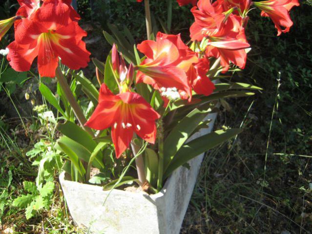 Name:  IMG_0684.jpg
Views: 653
Size:  63.9 KB