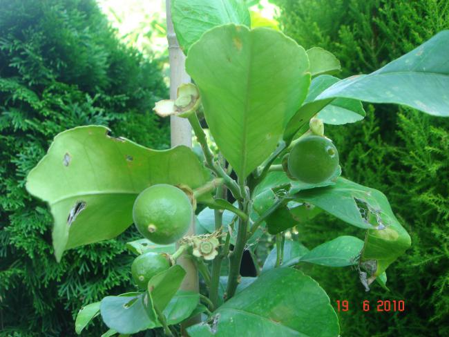 Name:  DSC00856.jpg
Views: 651
Size:  54.4 KB