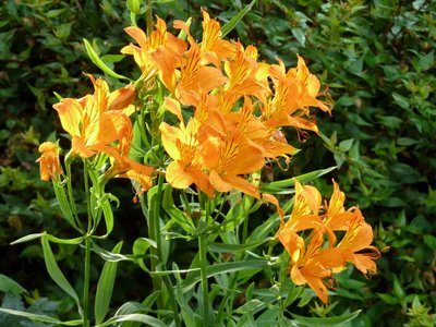 Name:  Alstroemeria aurea.JPG
Views: 2028
Size:  55.1 KB