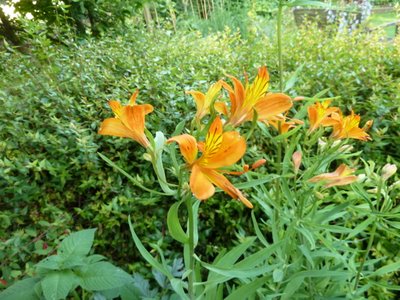 Name:  Alstromeria aurea.JPG
Views: 1646
Size:  57.8 KB