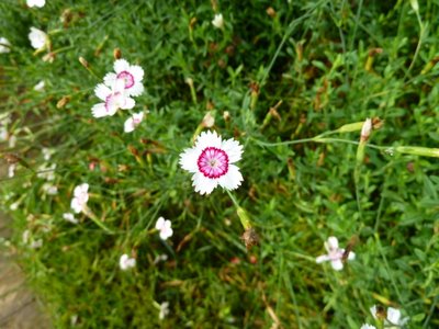 Name:  Dianthus 'Arctic Fire'.JPG
Views: 1626
Size:  47.6 KB