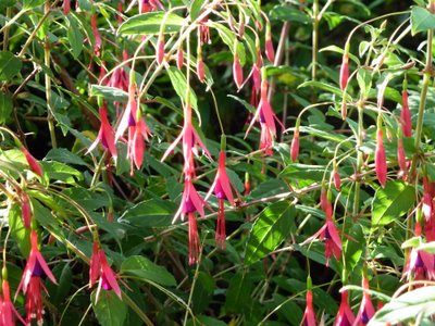 Name:  Fuschia riccartonii.JPG
Views: 1630
Size:  61.3 KB