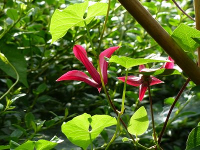 Name:  Clematis texensis 'Gravety Beauty' II.JPG
Views: 1678
Size:  50.1 KB
