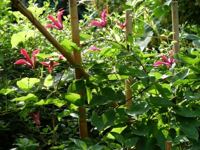 Name:  Clematis texensis 'Gravety Beauty'.JPG
Views: 1681
Size:  61.9 KB