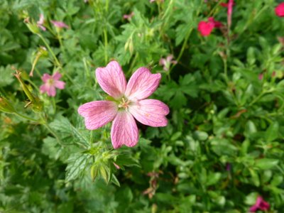 Name:  Geranium x oxonianum.JPG
Views: 1806
Size:  42.5 KB