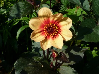 Name:  Dahlia 'Moonfire'.JPG
Views: 1559
Size:  41.4 KB