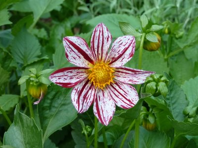 Name:  Dahlia variabilis 'Fireworks' III.JPG
Views: 1600
Size:  43.9 KB