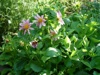 Name:  Dahlia variabilis 'Fireworks'.JPG
Views: 1888
Size:  57.4 KB
