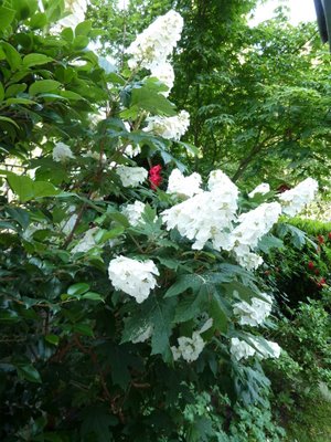 Name:  Hydrangea quercifolia.JPG
Views: 1606
Size:  57.8 KB