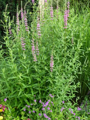 Name:  Lithrum salicaria.JPG
Views: 1576
Size:  67.2 KB