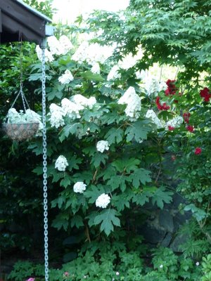 Name:  Hydrangea quercifolia II.JPG
Views: 1644
Size:  54.6 KB