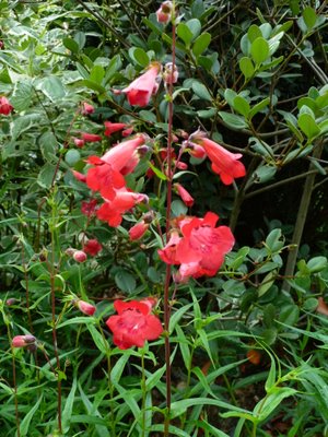 Name:  Penstemon 'FireBird' (Schoenholzeri).JPG
Views: 1772
Size:  59.2 KB