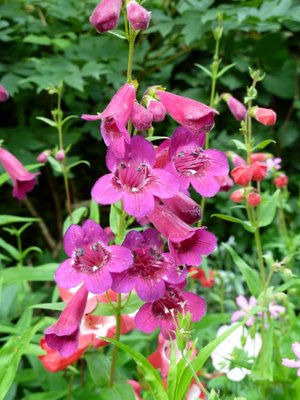 Name:  Penstemon h. 'Burgundy'.JPG
Views: 1663
Size:  48.2 KB