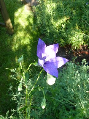 Name:  Platycodon grandiflorus.JPG
Views: 1632
Size:  52.1 KB