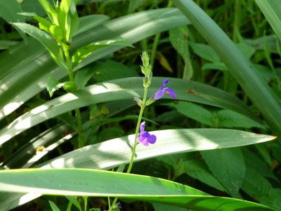 Name:  Salvia coahulensis.JPG
Views: 1606
Size:  40.4 KB