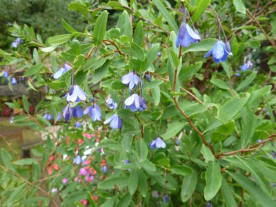 Name:  Sollya heterophylla.JPG
Views: 1721
Size:  49.2 KB