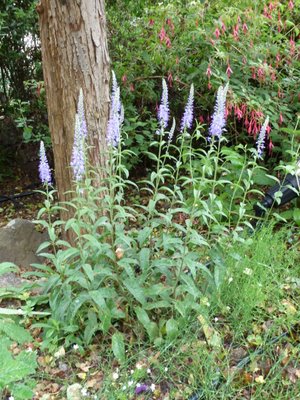 Name:  Veronica gentianoides.JPG
Views: 1718
Size:  65.0 KB