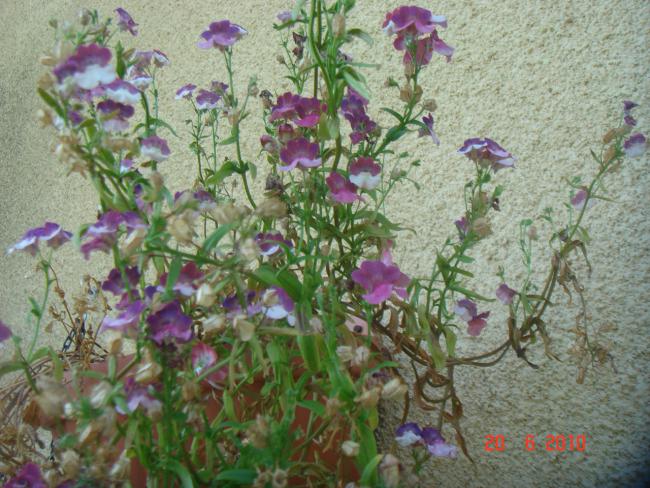 Name:  DSC00983.jpg
Views: 575
Size:  67.9 KB