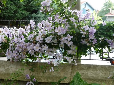 Name:  Clematis 'Blekitny Aniol' (Mavi melek).JPG
Views: 2442
Size:  56.0 KB