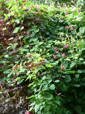 Name:  Clematis texensis 'Princess Diana'.JPG
Views: 1678
Size:  65.9 KB