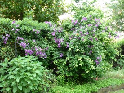 Name:  Clematis viticella 'Etoile Violette'.JPG
Views: 2307
Size:  64.5 KB