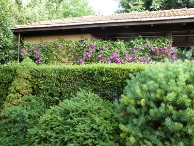 Name:  Clematis viticella Jackmanii.JPG
Views: 1610
Size:  61.7 KB