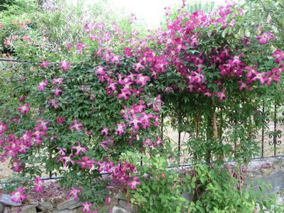 Name:  Clematis viticella 'Mme. Julia Correvon'.JPG
Views: 2430
Size:  65.5 KB