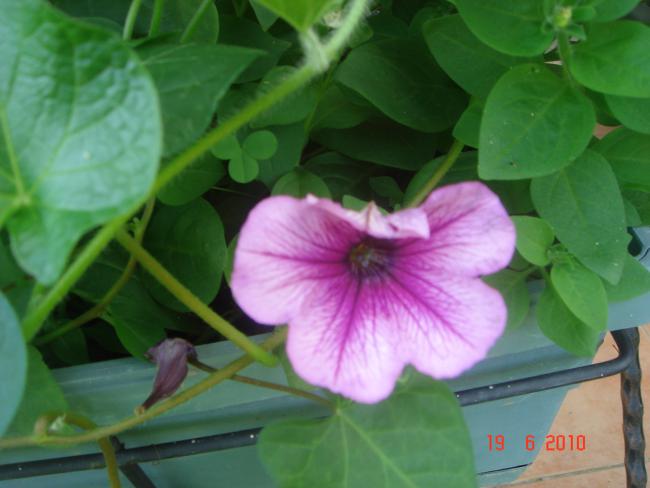 Name:  DSC00828.jpg
Views: 563
Size:  35.1 KB