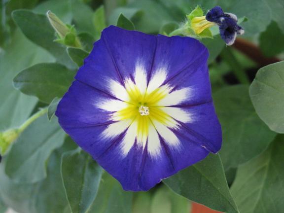 Name:  sabah s.JPG
Views: 1370
Size:  35.1 KB