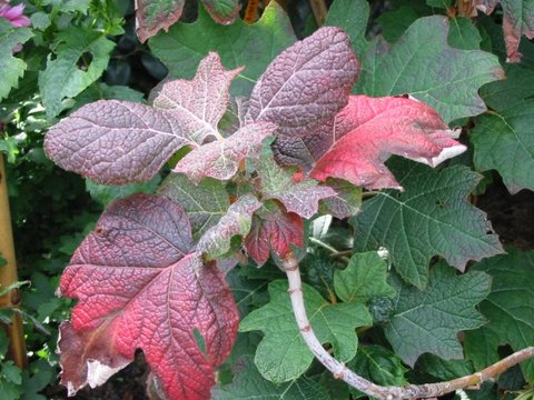 Name:  Hydrangea quercifolia 9-3.jpg
Views: 1563
Size:  64.2 KB