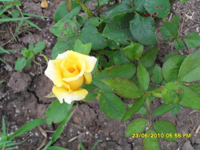 Name:  Resim 1321.jpg
Views: 789
Size:  50.1 KB