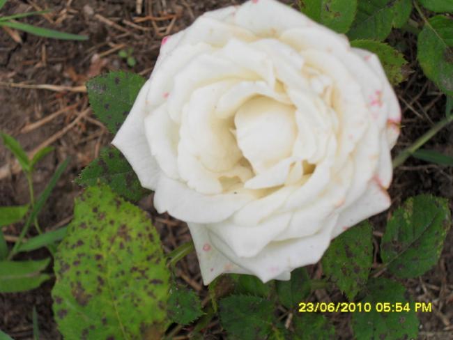 Name:  Resim 1316.jpg
Views: 745
Size:  39.2 KB