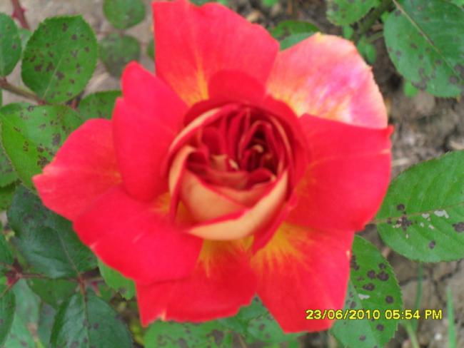 Name:  Resim 1315.jpg
Views: 720
Size:  35.8 KB