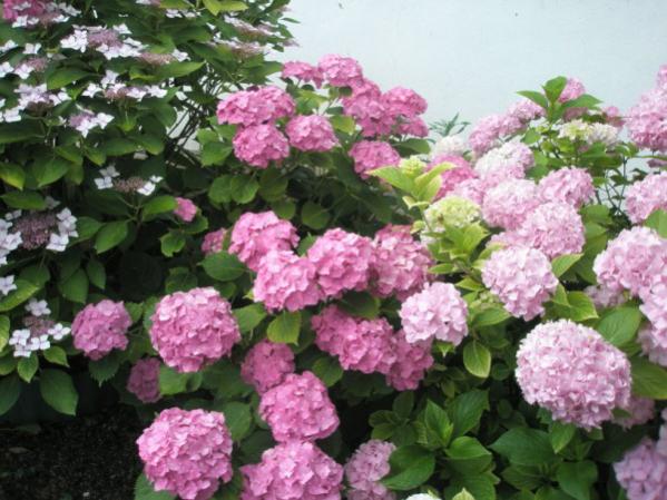 Name:  P6230002 (600 x 450).jpg
Views: 807
Size:  54.4 KB
