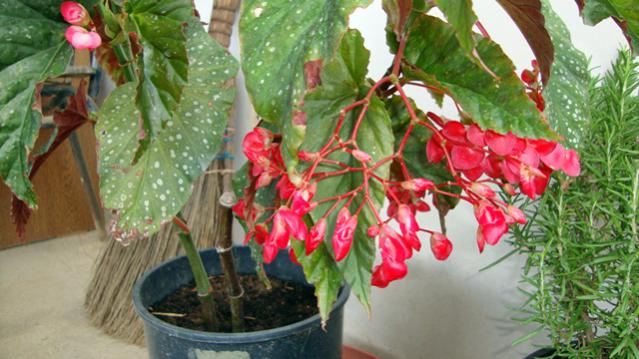 Name:  Bahem2010 056.jpg
Views: 565
Size:  48.7 KB