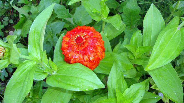 Name:  Bahem2010 052.jpg
Views: 540
Size:  41.5 KB