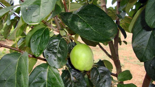 Name:  Bahem2010 034.jpg
Views: 542
Size:  46.1 KB