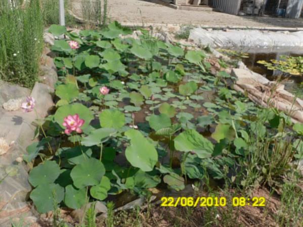 Name:  lotus bahcesi-2.jpg
Views: 1229
Size:  55.9 KB